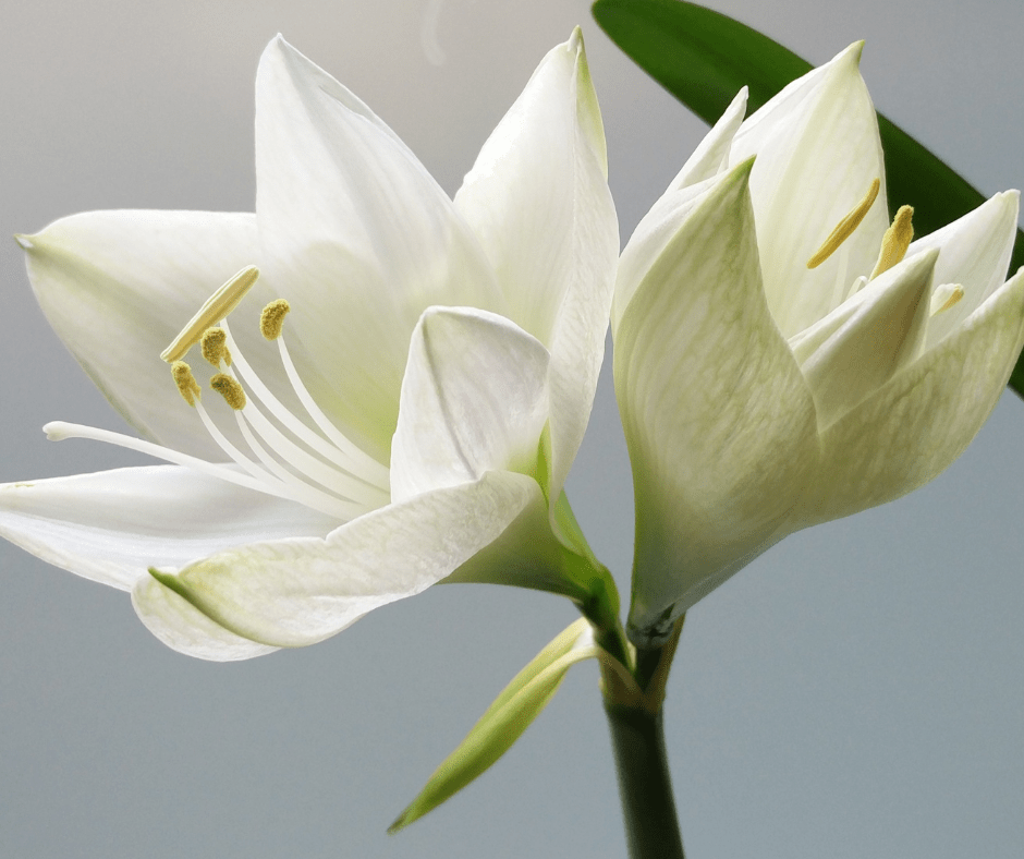 1760022392_prospera-vaginal-rejuvenation-1